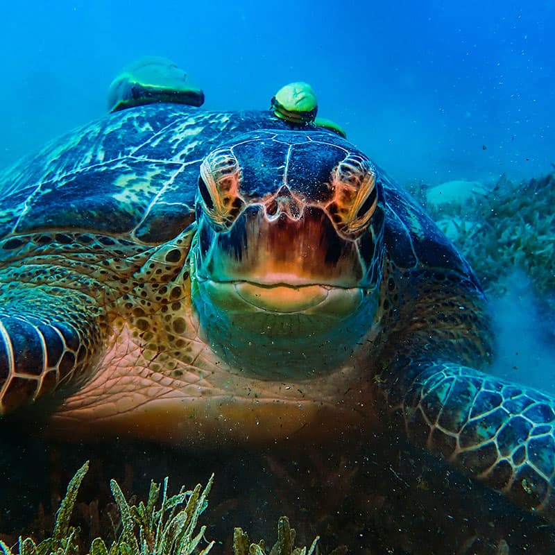 Red Sea Creatures